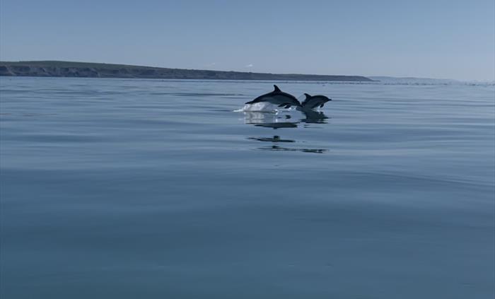 Dolphins breaching